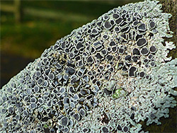 Hoary rosette lichen