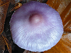Lilac fibrecap