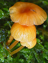 Orange mosscap