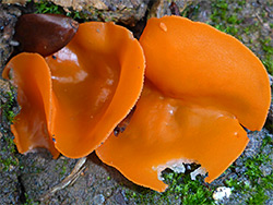 Orange peel fungus