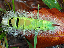 Pale tussock moth