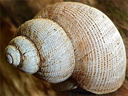Round-mouthed snail