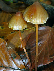 Saffron bonnet