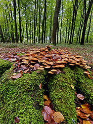 Mossy stump