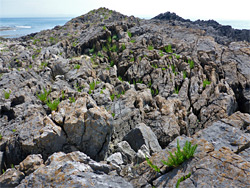 Plants and rocks