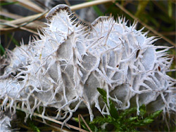 Common dog lichen