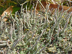 Common powderhorn lichen