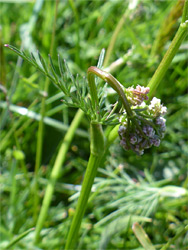 Developing flowers