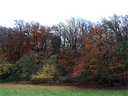 Trees beside a field