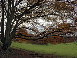 Tree with long branches