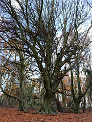 Leafless trees