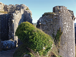 Ivy-covered wall