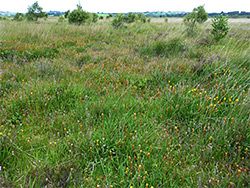 Bog asphodel