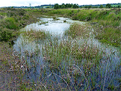 Grassy pond