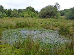 Pondweed