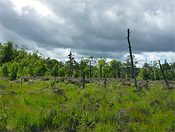 Trees and grasses