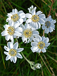 Sneezewort