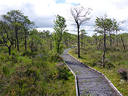 Trail in the South Basin