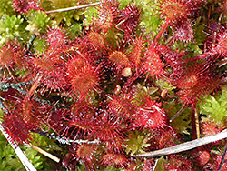 Sundew leaves