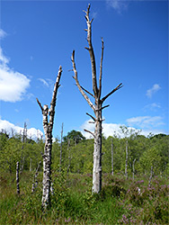 Two dead trees