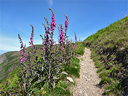 Foxgloves