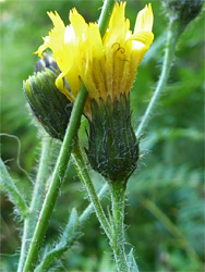 Hawkweed