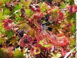 Round-leaved sundew