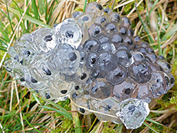 Frogspawn