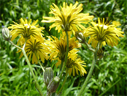 Crepis biennis