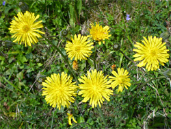 Rough hawksbeard