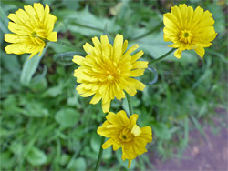Four flowerheads
