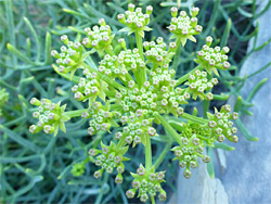 Crithmum maritimum