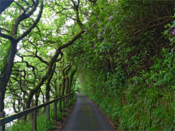 Tree tunnel