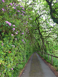Rhododendrons beside the road