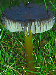 Blackening waxcap