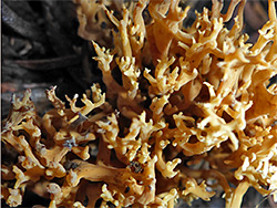 Coral fungus