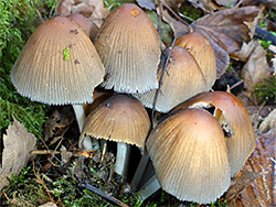 Glistening inkcap