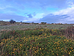 Sheep and gorse