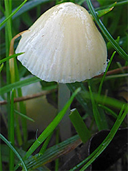 Snowy waxcap