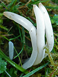 White spindles