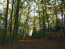 Path through beechwoods