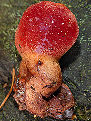 Beefsteak polypore