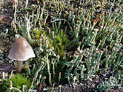 Lichen and bonnet mushroom
