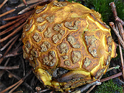 Common earthball