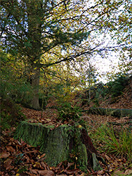Conifer stump