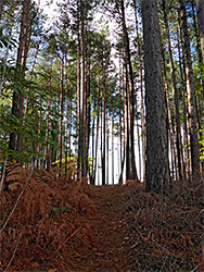 Bracken and pines