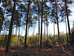 Slender pine trunks