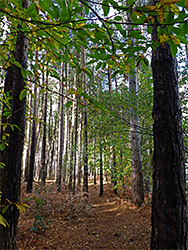 Pine needle-covered path
