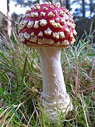 Fly agaric - young