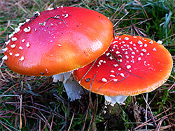Fly agaric - mature